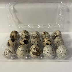 Fresh Quail Eggs (fertile) 