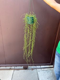 6” xxxl hoya linearis 42” long
