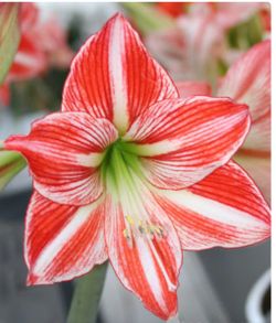 5 bulbs amaryllis