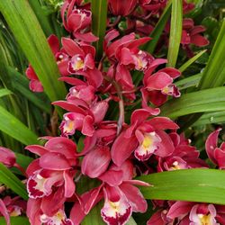 Simply  Cymbidium  Orchid  Plant