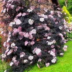 ‘Eva’ Black Lace Elderberry Perennial Plants