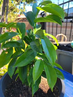 PLANTS-GUANABANA/SOURSOP