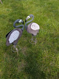 2 pelicans