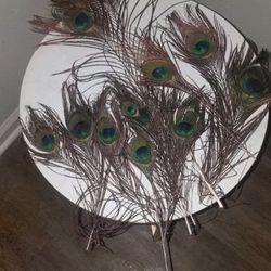 Peacock Feathers