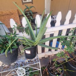 Aloe Vera Plants 
