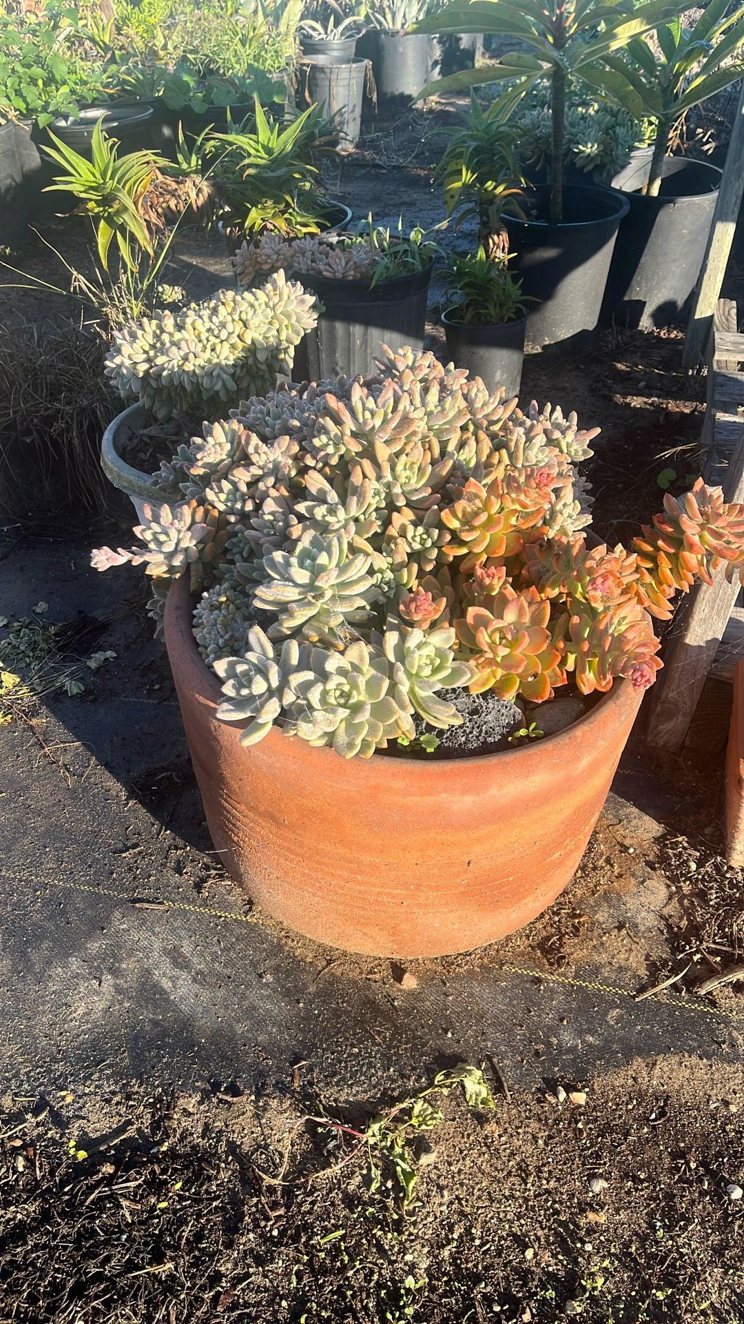Succulents Pot