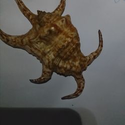 Spider conch shell.  (Not alive)
