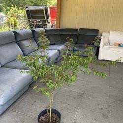 Japanese Maple Standard Green 