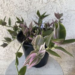 1.5 Gallon Pot Succulent Plant- Tradescantia Fluminensis Lavender Variegata  - Wandering Jew Variegated - Rooted & Established - Drought Resistant -🪴