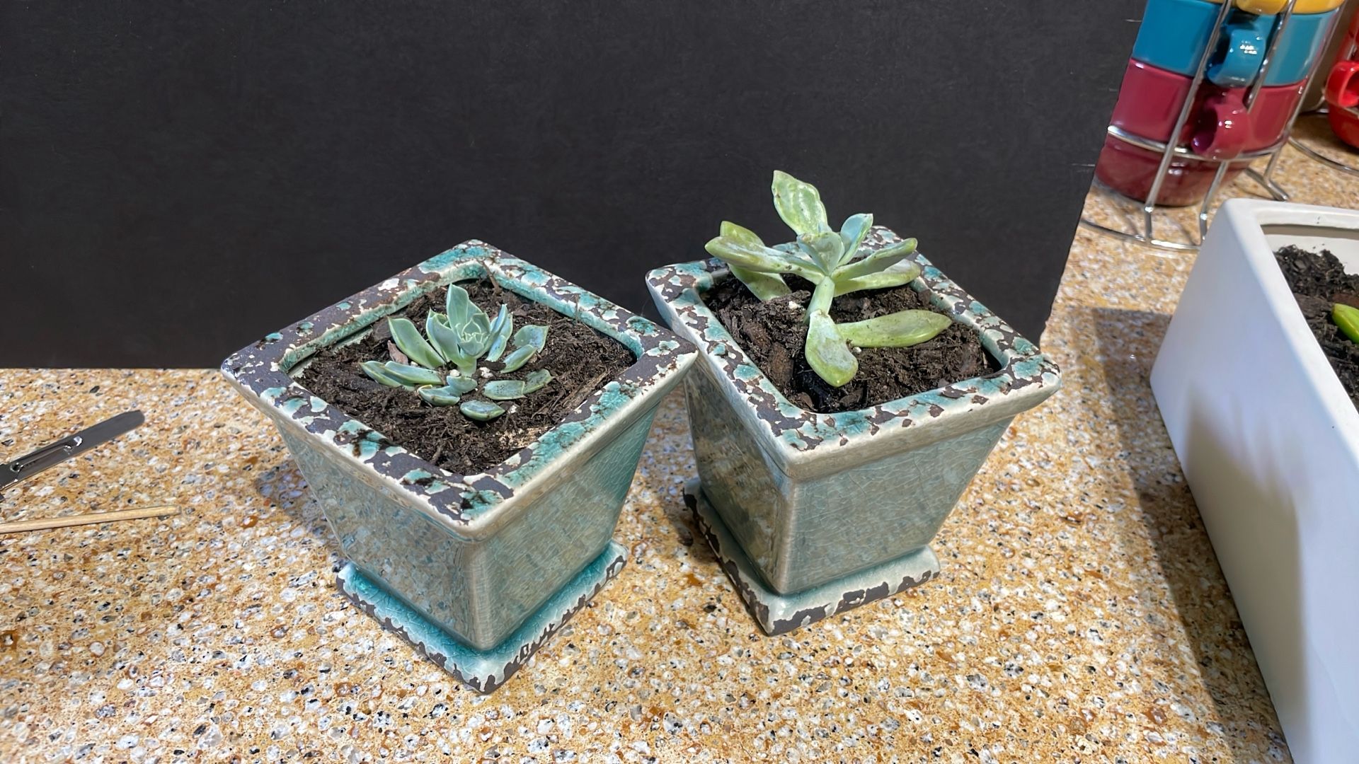 Live Succulent Plant Gift For Any Occasion 
