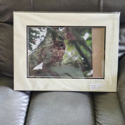 11" x 14" Real Life Photo Of A Barred Owl