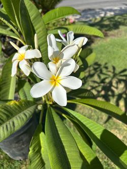 Plumeria