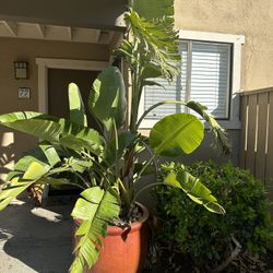 Huge Plant Natural Real