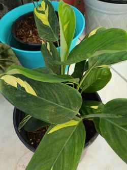 Variegated Philodendron Plant in Pot