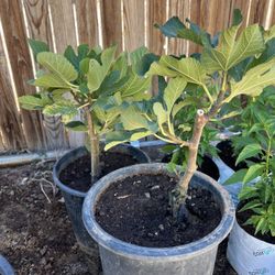 Fig Tree