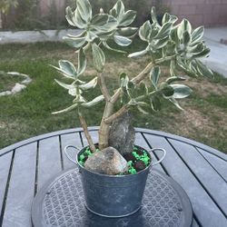 Very Healthy Tricolor Jade Plant In Metal Vase 