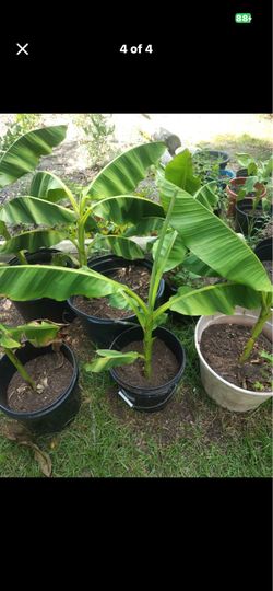 Banana tree
