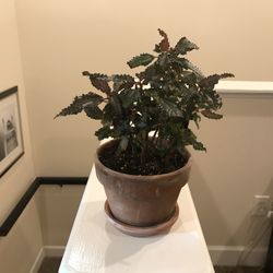 Dark Mystery Plant In Terracotta Pot