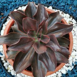 rare giant succulent echeveria ''Autumn Flame" 11" Only one hurry buy