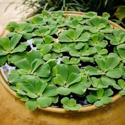 Dwarf Water Lettuce Live Aquarium Plant (Pistia statiotes) - Fish, Fish Tank, Aquatic Plant