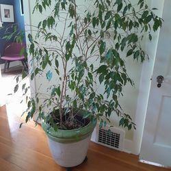 Large Ficus Benjamina in Ceramic Pot with Wheels