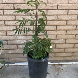 Beneficial Mimosa Tree 🌳  a Albirizia With Beautiful Pink Fragant Flowers