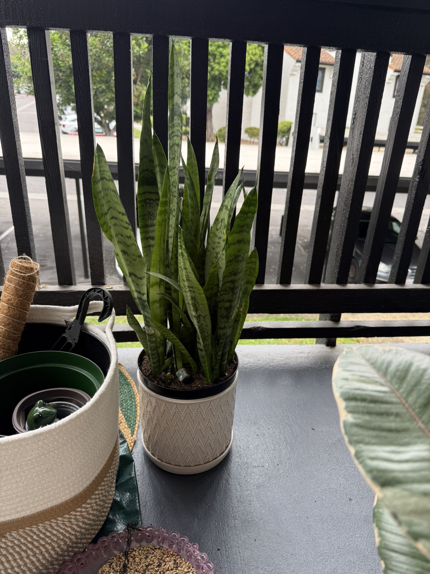 Plants for Sale! READ FULL DESCRIPTION