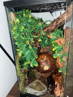 Crested gecko