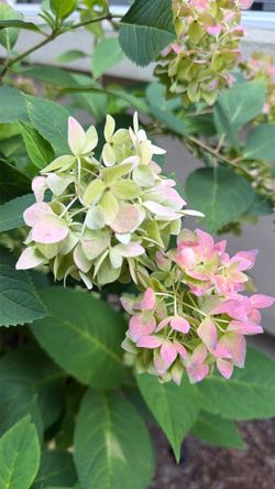 Hydrangea’s - Pink and Blue (2 available)
