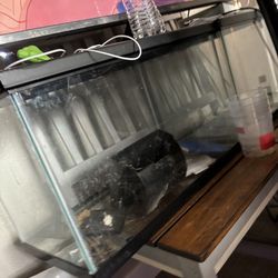 10gallon Tank 