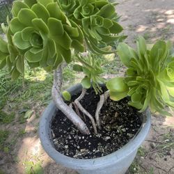 Suculent Plant For Garden