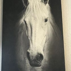 Horse Portrait 