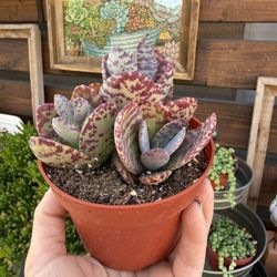 Kalanchoe Humilis skies 6”