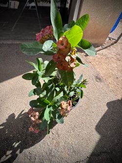 Crown of thorns plant