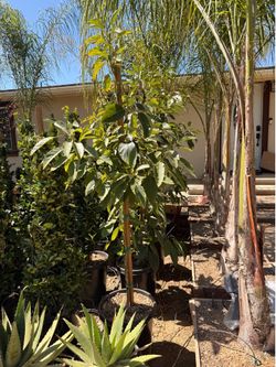 Avocado 15 gal Hass and Furte grafted