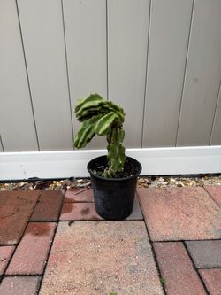 Cactus in Black Pot