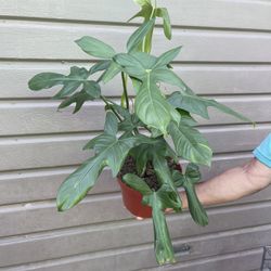 8” horse head philodendron 