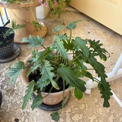 large plant