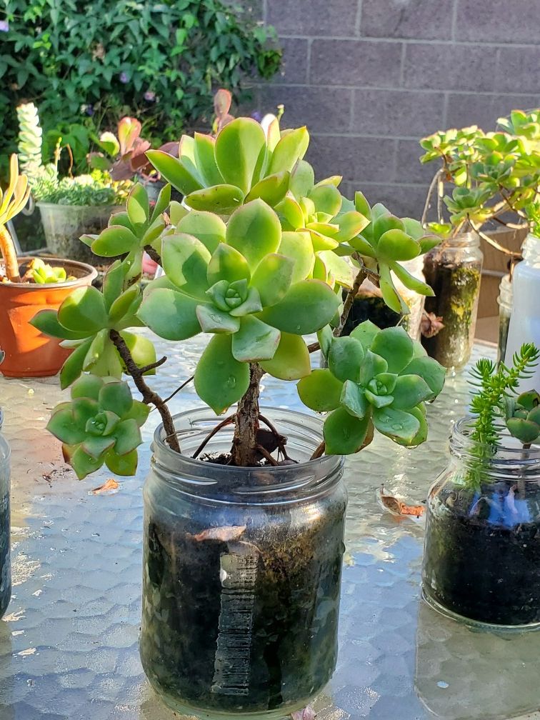 Live Succulents in glass jar