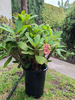 Potted Red Crown of Thorns Plant