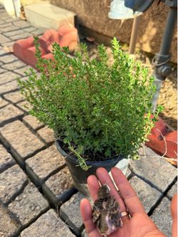Healthy Thyme (1 Gallon) 百里香