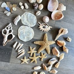 Seashell Collection