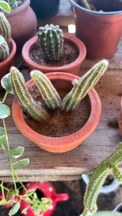2 in pot