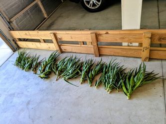 Fresh Aloe Vera Plants – Large Lot