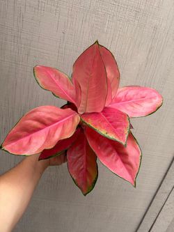 6” aglaonema pink pearl
