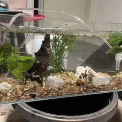 Tank Scapes And Set Ups 