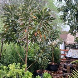 Large Mamey Fruit Trees $450🌳