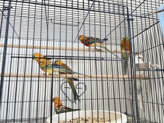  Bird Cages And Stands 