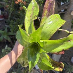 Beautiful hanging plant  (callisia fragrans)