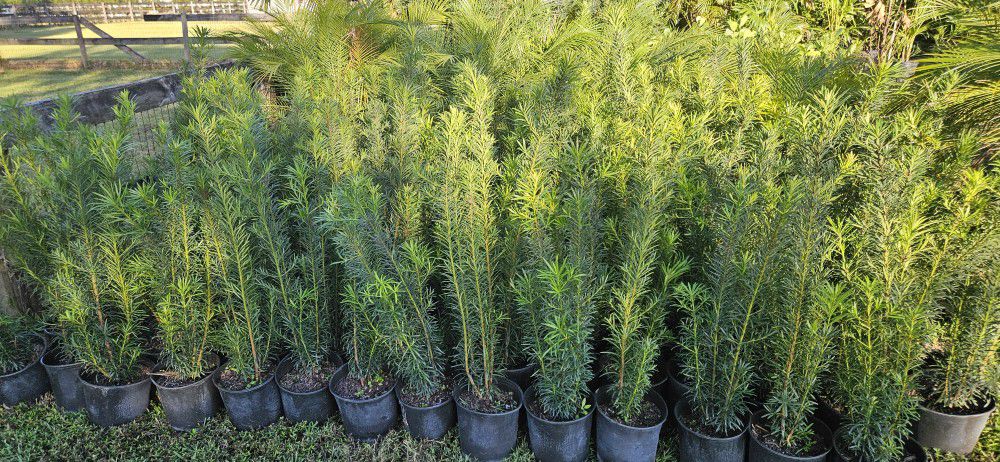 Podocarpus About 4 Feet Tall Instant Privacy Hedge Full Ready For Planting 